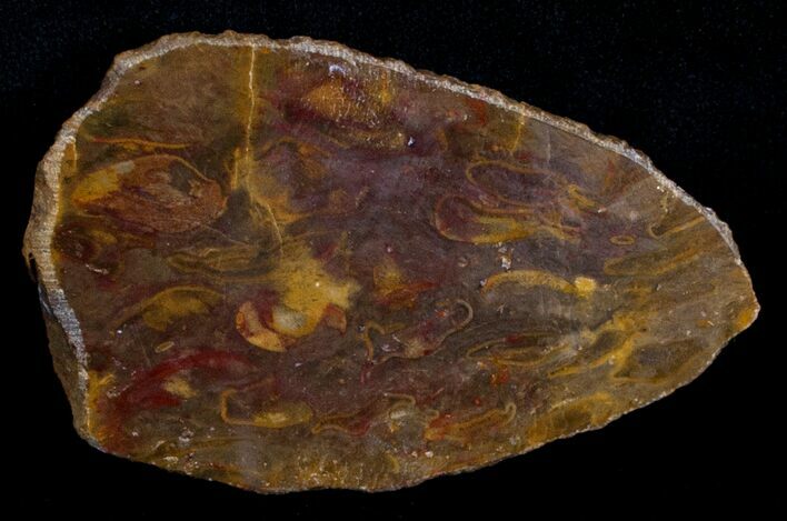 Unusual Osmunda Petrified Wood End Slice #6295